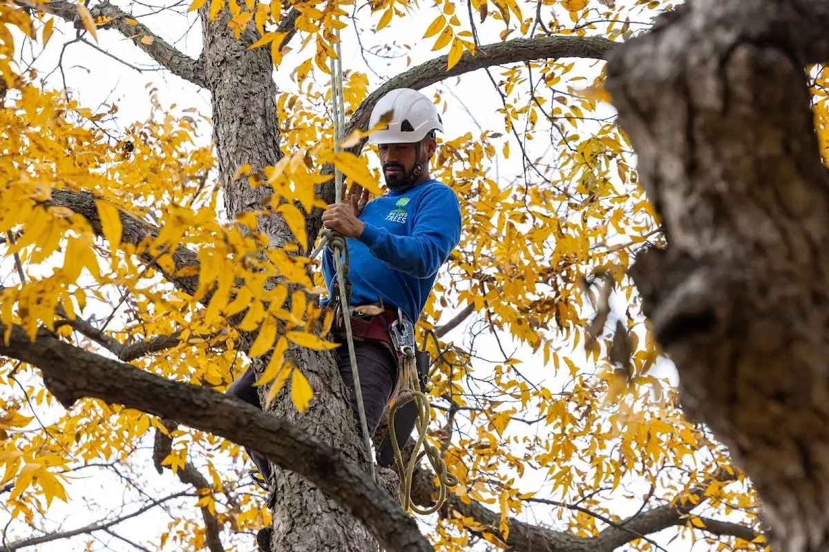 Skilled Tree Trimming crew working in Lodi